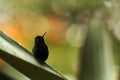 Black-bellied hummingbird perching on leaf, colorful background, beautiful tiny black hummingbird, bird resting on flower Royalty Free Stock Photo