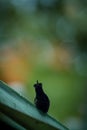 Black-bellied hummingbird perching on leaf, colorful background, beautiful tiny black hummingbird, bird resting on flower Royalty Free Stock Photo