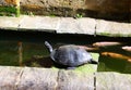Black-bellied Indian turtle in the pond Royalty Free Stock Photo