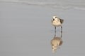 Black bellied plover looking for food at the beach