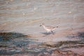 Black -bellied Plover