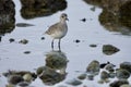 Black-bellied Plover in nonbreeding plumage wades in shallow tide pool in autumn