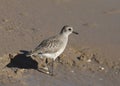 Black-bellied Plover nonbreeding pluvialis squatarola