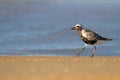 Black-bellied Plover (Pluvialis squatarola)