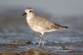 Black-bellied Plover, Pluvialis squatorola