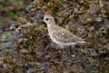 Black bellied plover resting at seaside