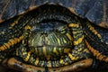 Black-bellied Slider Head - Water Turtle hiding in shell with retracted neck Royalty Free Stock Photo