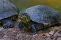 Black-bellied Slider - Water Turtle