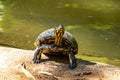 Black-Bellied Slider Turtle, Trachemys dorbigni, also known as D\'Orbigny\'s Slider at Iguazu National park, Brazil