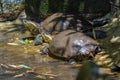 Black-bellied Sliders - Water Turtle