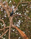 Black-bellied Starling