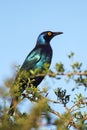 Black-bellied Starling (Lamprotornis corruscus)