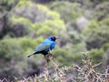 Black-Bellied Starling