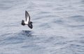 Black-bellied Storm Petrel, Fregetta tropica Royalty Free Stock Photo