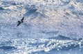 Black-bellied Storm Petrel, Fregetta tropica Royalty Free Stock Photo