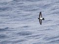 Black-bellied Storm Petrel, Fregetta tropica Royalty Free Stock Photo