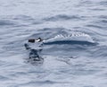 Black-bellied Storm Petrel, Fregetta tropica Royalty Free Stock Photo