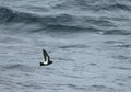 Black-bellied Storm-petrel, Fregetta tropica tropica Royalty Free Stock Photo