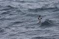 Black-bellied Storm-petrel, Fregetta tropica tropica Royalty Free Stock Photo