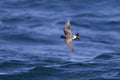 Black bellied Storm Petrel over the sea Royalty Free Stock Photo