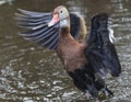 Black-bellied Whistling Duck Bathing in a Florida Swamp Royalty Free Stock Photo