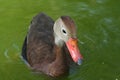 Black-bellied Whistling-Duck Royalty Free Stock Photo