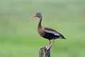 Black-bellied Whistling duck Dendrocygna autumnalis on afence Royalty Free Stock Photo