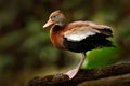 Black-bellied Whistling-Duck, Dendrocygna autumnalis, brown bird in the nature habitat, Costa Rica. Duck sitting on the branch. Royalty Free Stock Photo