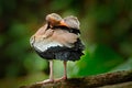 Black-bellied Whistling-Duck, Dendrocygna autumnalis, brown bird in the nature habitat, Costa Rica. Duck sitting on the branch. Royalty Free Stock Photo