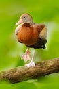 Black-bellied Whistling-Duck, Dendrocygna autumnalis, brown bird in the nature habitat, Costa Rica. Duck sitting on the branch. Royalty Free Stock Photo