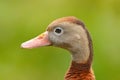 Black-bellied Whistling-Duck, Dendrocygna autumnalis, brown bird in the water march, animal in the nature habitat, Costa Rica. Royalty Free Stock Photo