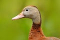 Black-bellied Whistling-Duck, Dendrocygna autumnalis, brown bird in the water march, animal in the nature habitat, Costa Rica. Royalty Free Stock Photo