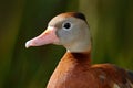 Black-bellied Whistling-Duck, Dendrocygna autumnalis, brown birds in the water march, animal in the nature habitat, Costa Rica. Du Royalty Free Stock Photo