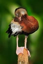 Black-bellied Whistling-Duck, Dendrocygna autumnalis, fbrown birds in the water march, animal in the nature habitat, Costa Rica. Royalty Free Stock Photo