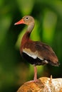 Black-bellied Whistling-Duck, Dendrocygna autumnalis, fbrown birds in the water march, animal in the nature habitat, Costa Rica. Royalty Free Stock Photo