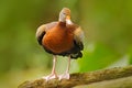 Black-bellied Whistling-Duck, Dendrocygna autumnalis, fbrown birds in the water march, animal in the nature habitat, Costa Rica. D Royalty Free Stock Photo