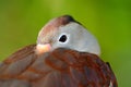 Black-bellied Whistling-Duck, Dendrocygna autumnalis, fbrown birds in the water march, animal in the nature habitat, Costa Rica. D Royalty Free Stock Photo