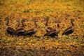 Black-bellied Whistling-Duck, Dendrocygna autumnalis, flock of brown birds in the water march, animal in the nature habitat Royalty Free Stock Photo