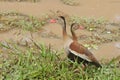 Black-bellied Whistling-Duck