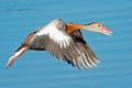 Black-bellied Whistling Duck