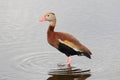 Black-bellied Whistling-duck