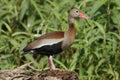 Black-bellied Whistling Duck - Gamboa, Panama Royalty Free Stock Photo