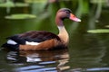 Black-bellied Whistling-Duck (North and South America) (Generative AI)