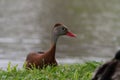 Black-bellied Whistling Duck relaxing in the grass by pond