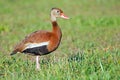 Black-bellied Whistling Duck