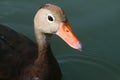 Black-bellied Whistling-Duck Royalty Free Stock Photo