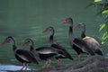 Black-bellied whistling duck, Trinidad