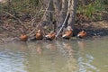 Black Bellied Whistling Ducks on a Bayou Shore