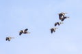 Black-Bellied Whistling Ducks