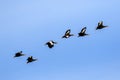 Black Bellied Whistling Ducks in Flight